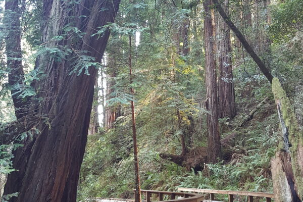 Walkway with wooden railings through Muir Woods National Monument